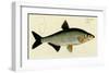 Cyprinus Vimba-null-Framed Art Print