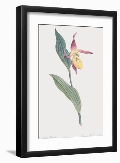 Cypripedium Calceolus-James Sowerby-Framed Giclee Print