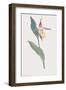 Cypripedium Calceolus-James Sowerby-Framed Giclee Print