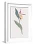 Cypripedium Calceolus-James Sowerby-Framed Giclee Print