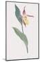 Cypripedium Calceolus-James Sowerby-Mounted Giclee Print
