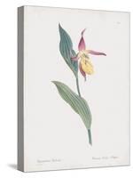 Cypripedium Calceolus-James Sowerby-Stretched Canvas