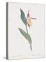 Cypripedium Calceolus-James Sowerby-Stretched Canvas