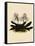 Cypripedium Godefroyae-John Nugent Fitch-Framed Stretched Canvas
