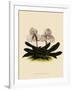 Cypripedium Godefroyae-John Nugent Fitch-Framed Giclee Print