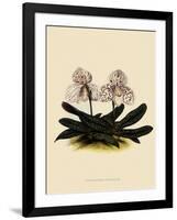 Cypripedium Godefroyae-John Nugent Fitch-Framed Giclee Print