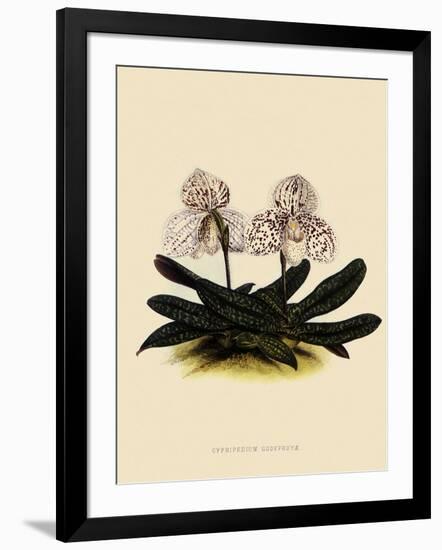 Cypripedium Godefroyae-John Nugent Fitch-Framed Giclee Print