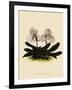 Cypripedium Godefroyae-John Nugent Fitch-Framed Giclee Print