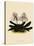 Cypripedium Godefroyae-John Nugent Fitch-Stretched Canvas