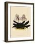 Cypripedium Godefroyae-John Nugent Fitch-Framed Giclee Print