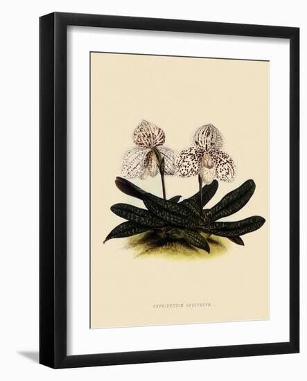 Cypripedium Godefroyae-John Nugent Fitch-Framed Giclee Print