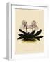 Cypripedium Godefroyae-John Nugent Fitch-Framed Giclee Print