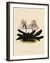 Cypripedium Godefroyae-John Nugent Fitch-Framed Giclee Print