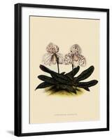Cypripedium Godefroyae-John Nugent Fitch-Framed Giclee Print