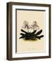 Cypripedium Godefroyae-John Nugent Fitch-Framed Giclee Print