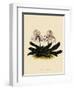 Cypripedium Godefroyae-John Nugent Fitch-Framed Giclee Print