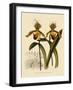 Cypripedium Insigne Punctatum Violaceum-John Nugent Fitch-Framed Giclee Print