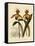 Cypripedium Insigne Punctatum Violaceum-John Nugent Fitch-Framed Stretched Canvas