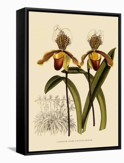 Cypripedium Insigne Punctatum Violaceum-John Nugent Fitch-Framed Stretched Canvas