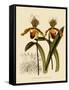 Cypripedium Insigne Punctatum Violaceum-John Nugent Fitch-Framed Stretched Canvas