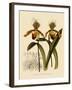 Cypripedium Insigne Punctatum Violaceum-John Nugent Fitch-Framed Giclee Print