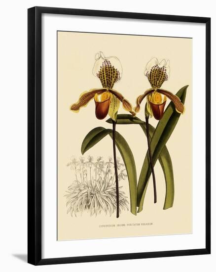Cypripedium Insigne Punctatum Violaceum-John Nugent Fitch-Framed Giclee Print