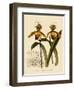 Cypripedium Insigne Punctatum Violaceum-John Nugent Fitch-Framed Giclee Print