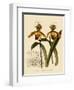 Cypripedium Insigne Punctatum Violaceum-John Nugent Fitch-Framed Giclee Print