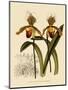 Cypripedium Insigne Punctatum Violaceum-John Nugent Fitch-Mounted Giclee Print