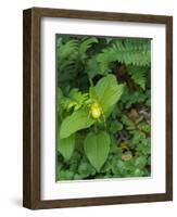 Cypripedium parviflorum, commonly known as yellow lady's slipper or moccasin flower.-Julie Eggers-Framed Photographic Print