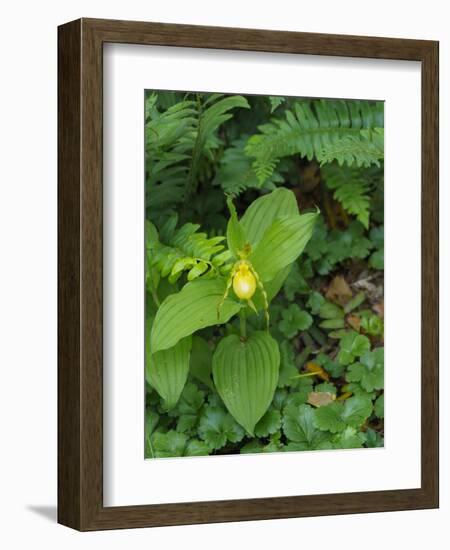 Cypripedium parviflorum, commonly known as yellow lady's slipper or moccasin flower.-Julie Eggers-Framed Photographic Print