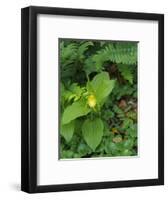 Cypripedium parviflorum, commonly known as yellow lady's slipper or moccasin flower.-Julie Eggers-Framed Photographic Print