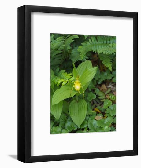 Cypripedium parviflorum, commonly known as yellow lady's slipper or moccasin flower.-Julie Eggers-Framed Photographic Print