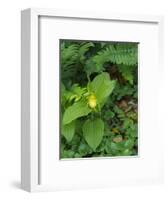 Cypripedium parviflorum, commonly known as yellow lady's slipper or moccasin flower.-Julie Eggers-Framed Photographic Print