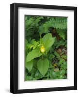 Cypripedium parviflorum, commonly known as yellow lady's slipper or moccasin flower.-Julie Eggers-Framed Photographic Print