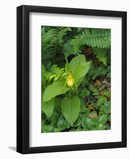 Cypripedium parviflorum, commonly known as yellow lady's slipper or moccasin flower.-Julie Eggers-Framed Photographic Print