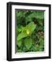 Cypripedium parviflorum, commonly known as yellow lady's slipper or moccasin flower.-Julie Eggers-Framed Photographic Print