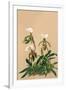 Cypripedium Spicerianum; East Indian Lady Slipper-H.g. Moon-Framed Art Print