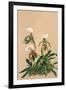 Cypripedium Spicerianum; East Indian Lady Slipper-H.g. Moon-Framed Art Print