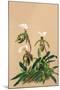Cypripedium Spicerianum; East Indian Lady Slipper-H.g. Moon-Mounted Art Print