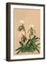 Cypripedium Spicerianum; East Indian Lady Slipper-H.g. Moon-Framed Art Print