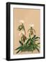 Cypripedium Spicerianum; East Indian Lady Slipper-H.g. Moon-Framed Art Print