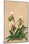 Cypripedium Spicerianum; East Indian Lady Slipper-H.g. Moon-Mounted Art Print