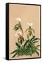 Cypripedium Spicerianum; East Indian Lady Slipper-H.g. Moon-Framed Stretched Canvas