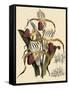 Cypripedium Stonei-John Nugent Fitch-Framed Stretched Canvas