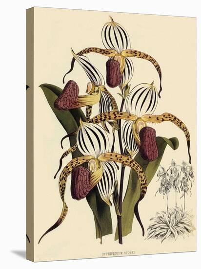 Cypripedium Stonei-John Nugent Fitch-Stretched Canvas
