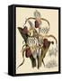 Cypripedium Stonei-John Nugent Fitch-Framed Stretched Canvas