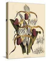 Cypripedium Stonei-John Nugent Fitch-Stretched Canvas