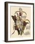 Cypripedium Stonei-John Nugent Fitch-Framed Giclee Print