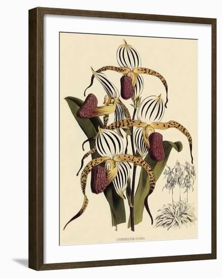 Cypripedium Stonei-John Nugent Fitch-Framed Giclee Print